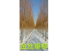 【垂柳价格】金丝垂柳价格,垂柳小苗价格,2018最新垂柳价格图1