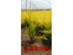 河北金叶榆小苗价格，3公分金叶榆价格，金叶榆杯苗价格，艺镨苗圃场图1
