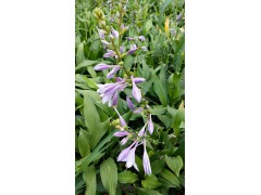 玉簪/紫玉簪图2