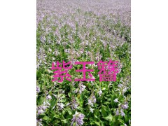 玉簪/紫玉簪图3