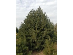 白皮松/白皮松造型苗图3