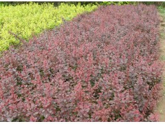 红叶小檗 100%纯正 湖北红叶小檗基地，红叶小檗图1