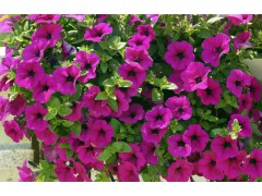 牵牛花图1