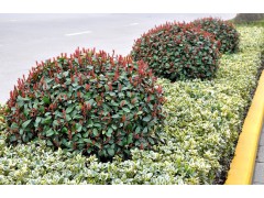 大叶黄杨 大叶黄杨苗 黄杨绿篱苗 黄杨小苗 黄杨绿化苗图2