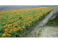 孔雀草的种植方法，2018孔雀草种子价格，孔雀草图片，金土地麦冬草图1