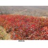 日照欧洲红栎价格，种欧洲红栎前景如何？北美红栎长得快吗