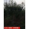 丛生三角枫/茶条槭
