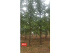 银杏树/银杏图2