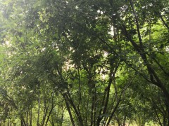 丛生三角枫
