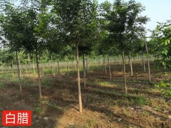 白蜡