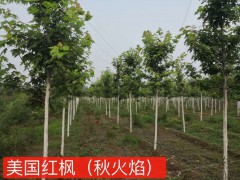 美国红枫