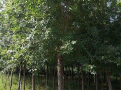 白蜡
