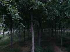 菩提树