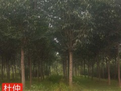 杜仲