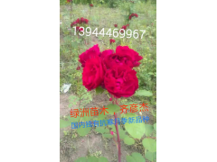 抗寒月季，国内独有加拿大抗寒月季新品种。绿洲苗木繁育基地  齐彦杰图3