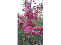 牡丹海棠_吉林牡丹海棠价格表，牡丹海棠园林工程苗繁育基地，牡丹海棠基地图1