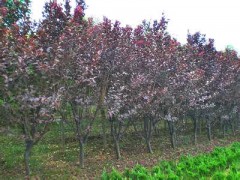 吉林紫叶稠李_吉林紫叶稠李价格_吉林紫叶稠李培育基地，紫叶稠李图1