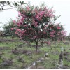 河南紫薇树工程苗价格，河南紫薇树培育基地，紫薇造型树，紫薇树