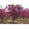 景观工程需要彩色树种——北美红栎 18206335066