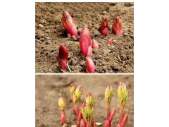 菏泽芍药芽苗图1