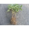 菏泽赵孝磊牡丹芍药基地主营牡丹 芍药 油用牡丹 ，15589431702