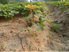 菏泽瑞祥牡丹苗木有限公司主营牡丹 芍药 油用牡丹   15315632626图1