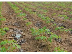 菏泽李宪贵芍药牡丹基地主营观赏牡丹 油用牡丹  李宪贵 13953004698图1