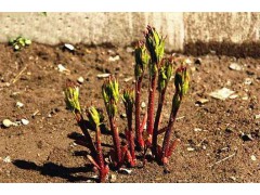 菏泽赵洪涛牡丹芍药基地 菏泽芍药 芍药小苗价格，芍药苗13583083385图1