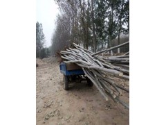 毛白杨.窄冠毛白杨.毛芯杨.新疆杨图1