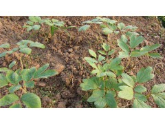 菏泽晁阳牡丹芍药基地主营牡丹 芍药 油用牡丹 晁阳 15726007000图1