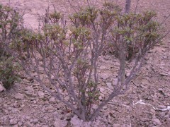 菏泽牡丹  菏泽芍药  牡丹芍药批发基地 宋文庆 13518601835图1