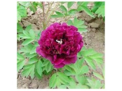 菏泽牡丹  菏泽芍药  牡丹芍药批发基地 腾越牡丹种植专业合作图1