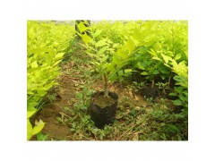 专业营养钵_美植袋优质生产厂家_天津营养钵，盛达通塑料制品厂图1