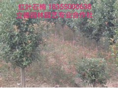 红叶石楠图1