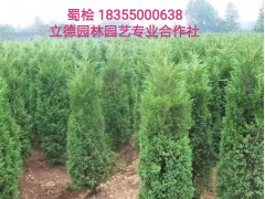 蜀桧造型图1