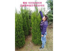 安徽蜀桧图1
