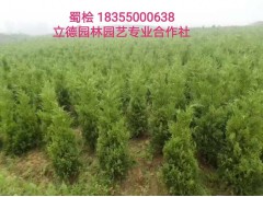 蜀桧批发价格图1