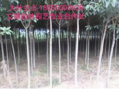 2018大叶女贞价格，大叶女贞价格优惠_抛售大叶女贞价格_质优价廉图1