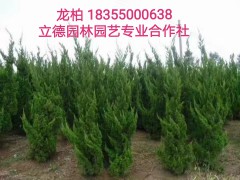 龙柏基地_2018龙柏价格_安徽龙柏造型—17856312529图1