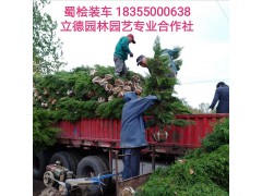 蜀桧价格有0.5米_蜀桧价格有2米_蜀桧价格，立功苗木种植园图1