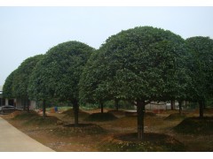 主营：桂花、八月金桂、海棠、紫薇、广玉兰、樱花等各种绿化苗木及花卉图1