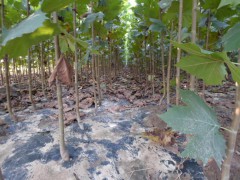 2-40公分法桐价格，法桐基地，山东法桐价格，济宁法桐培育基地图1