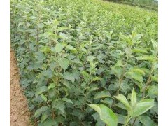 苹果8万余亩，年产650000斤，18909165139，陕西苹果苗基地图1