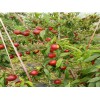 郑州 桃树苗什么品种好 选新品种-红凤凰2号桃 油桃苗新品种
