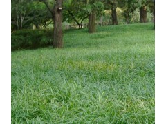 湖北丹麦草，襄阳丹麦草基地，胡恒 丹麦草价格，丹麦草基地图1