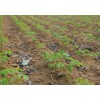 油用牡丹（紫斑 凤丹）（1-5年苗，种子）菏泽牡丹基地，牡丹苗