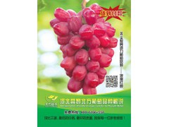 2019极具潜力新品种-浪漫红颜，葡萄新品种，昌黎葡萄苗基地图1