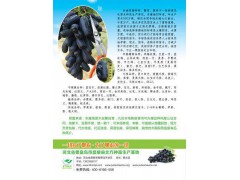 甜蜜蓝宝石葡萄苗，甜蜜葡萄种苗基地，昌黎葡萄驯化中心，黄志滨图1