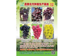 2019年葡萄新品种驯化基地，昌黎苗木培育基地，黄志滨葡萄图1