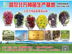葡萄苗专业种苗培育_就来昌黎新品种葡萄苗_2018新品种葡萄苗图1